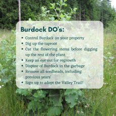 Burdock Removal Do's