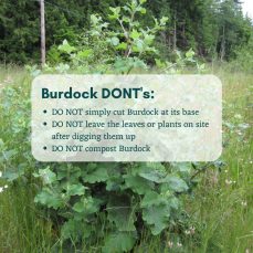 Burdock Removal Dont's
