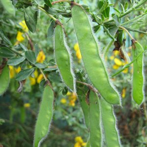 Scotch Broom Seed Pods - Close-up Scotch Broom Seed Pods - Close-up