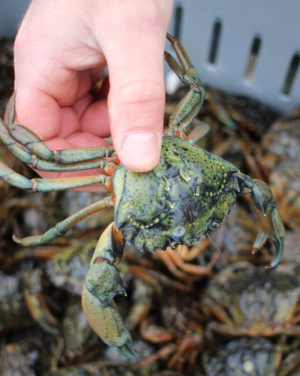 Native crabs vs invasive EGC photo showing European green crab