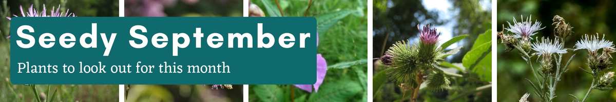Seedy September: Plant to look out for this month
