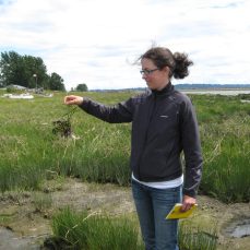 Person holding an English Cordgrass plant