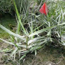 English Cordgrass (flagged infestation)