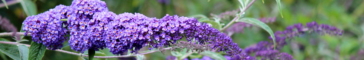 Butterfly-Bush-blog-post-banner-1