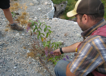 Butterfly-Bush-blog-post-image-1