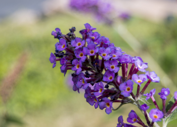 Butterfly-Bush-blog-post-image