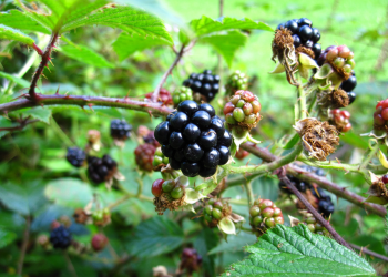 Himalayan-Blackberry-blog-post-image-3