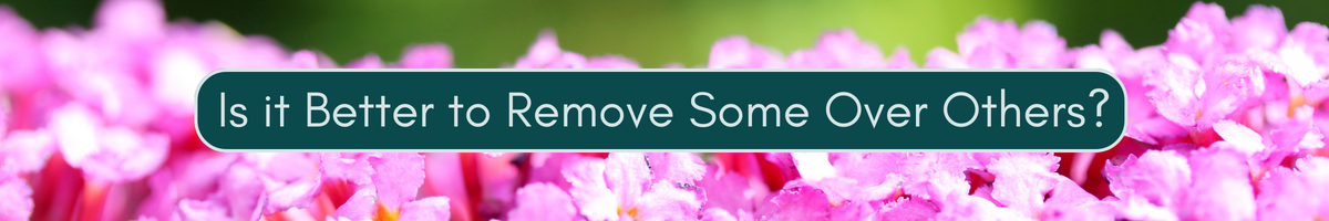 Is it Better to Remove Certain Invasives Over Others? 3 Considerations Before Removal!