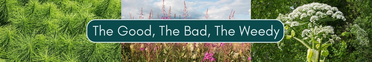 Native & Non-Native Plants: The Good, The Bad & The Weedy