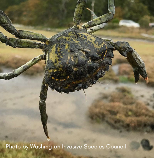 Crab-Team-updates-blog-post-images-2023-1-1-e1691078405473