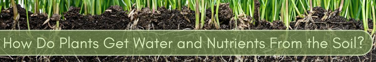 How-do-plants-get-water-and-nutrients-from-the-soil-banner