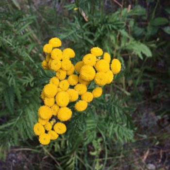 A clump of yellow petal-less flowers