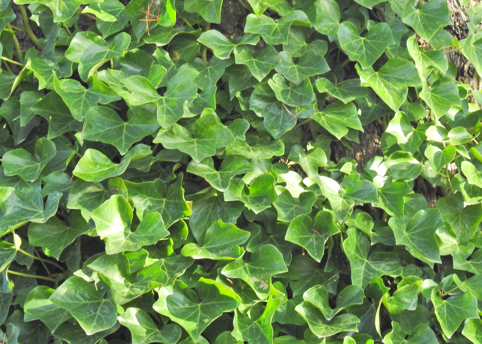 English-Ivy