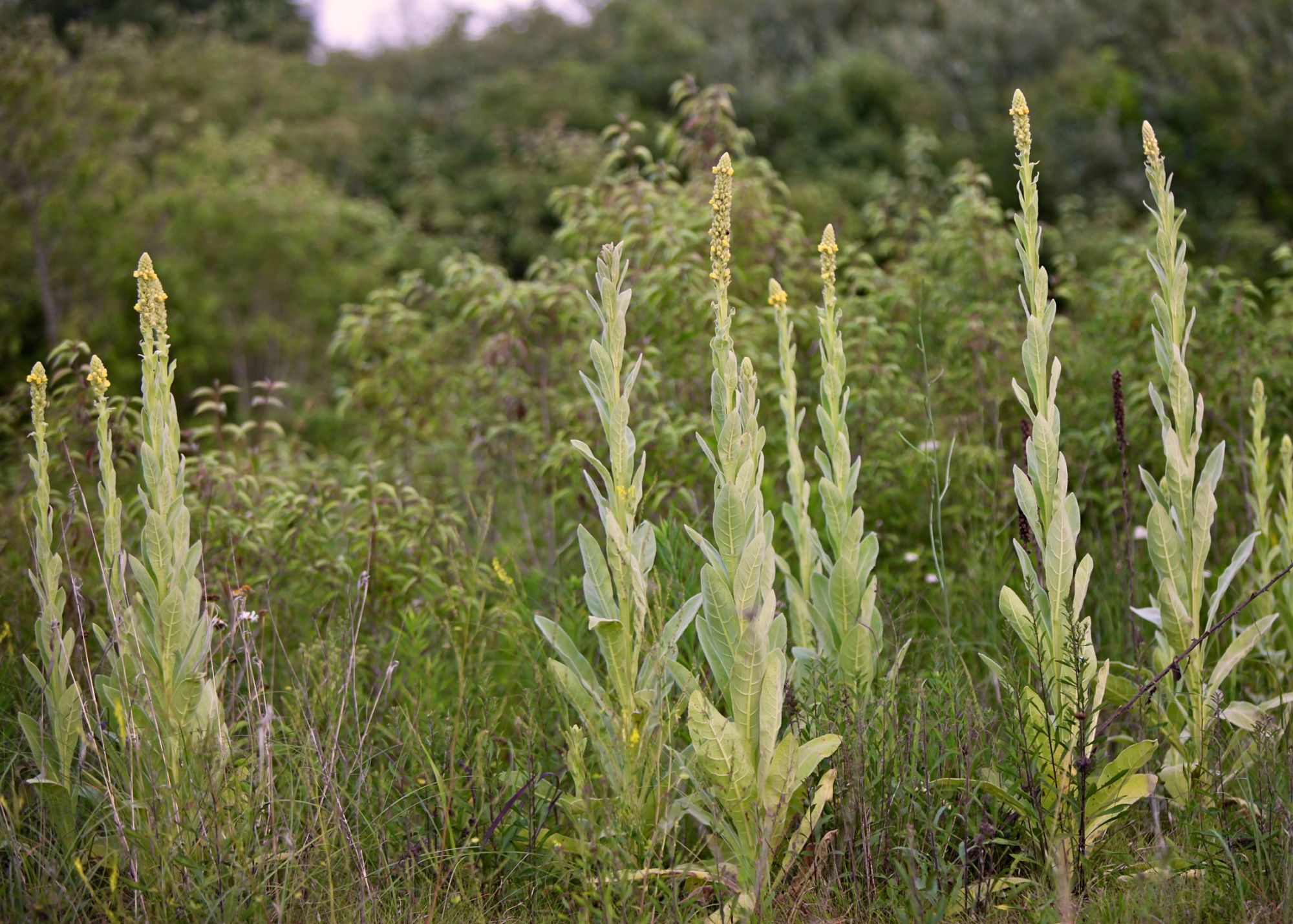 Great-Mullein