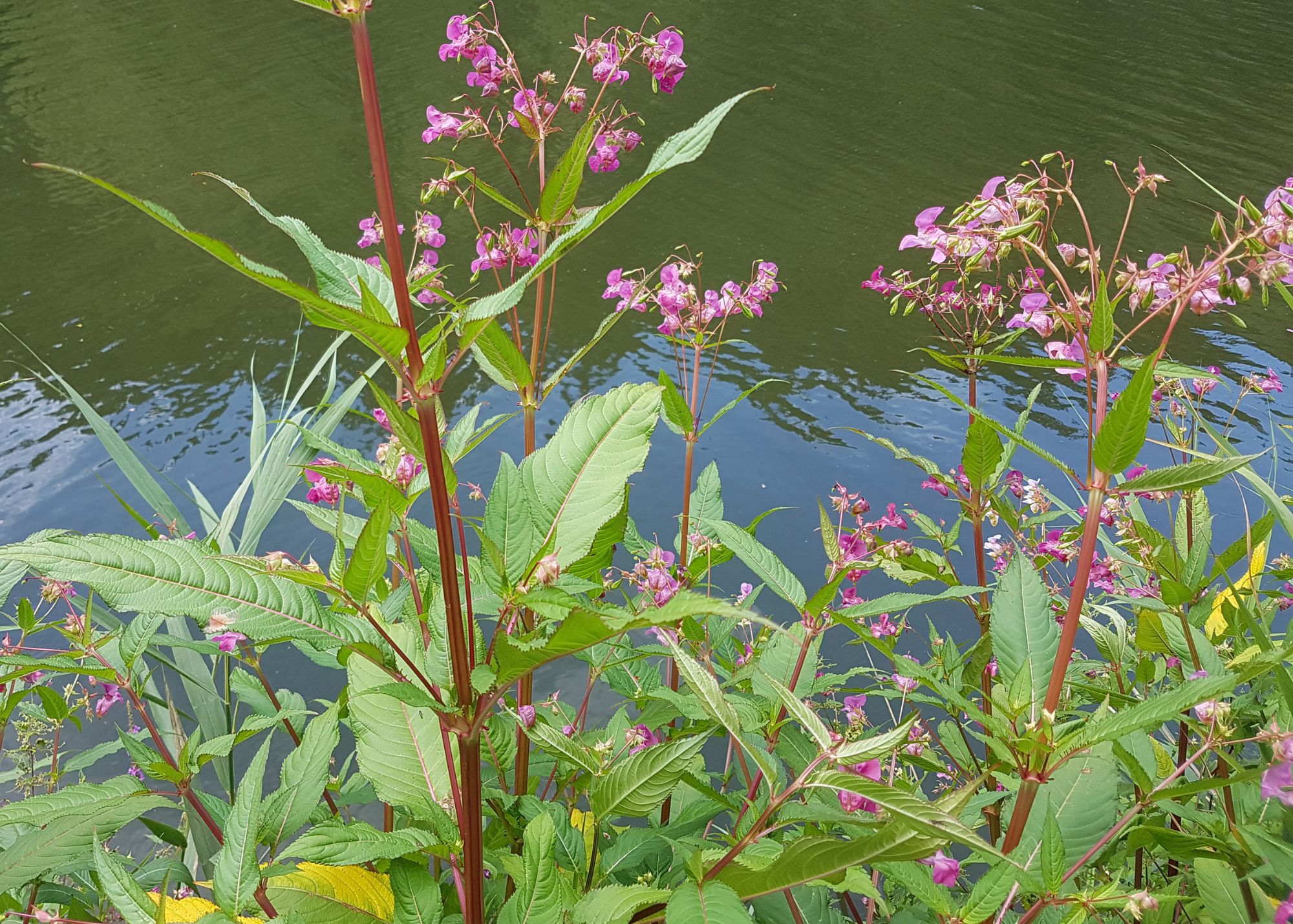 Himalayan-Balsam