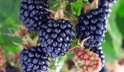 Himalayan Blackberry Berries