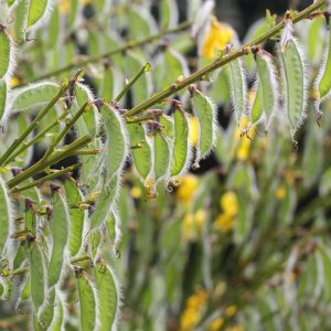 Scotch Broom Scotch Broom