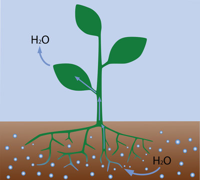 transpiration