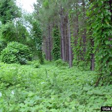 Kudzu growing in a dense mat taking over the forest