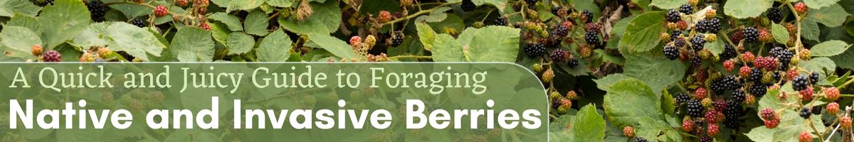 A Quick and Juicy Guide to Foraging Native and Invasive Berries – 2023