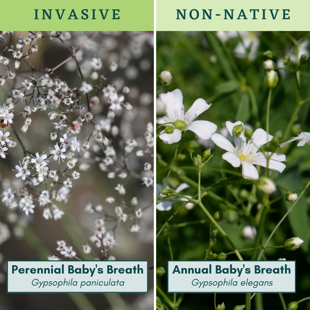 Annual-and-Perennial-Babys-Breath