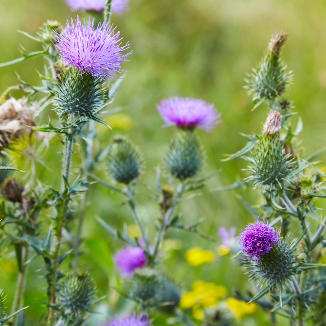 How Do Plants Know Which Way to Grow? SSISC