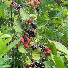 Common Blackberries - juliekazz, iNaturalist