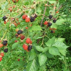 Common Blackberry Berries - linkmdavis, iNaturalist