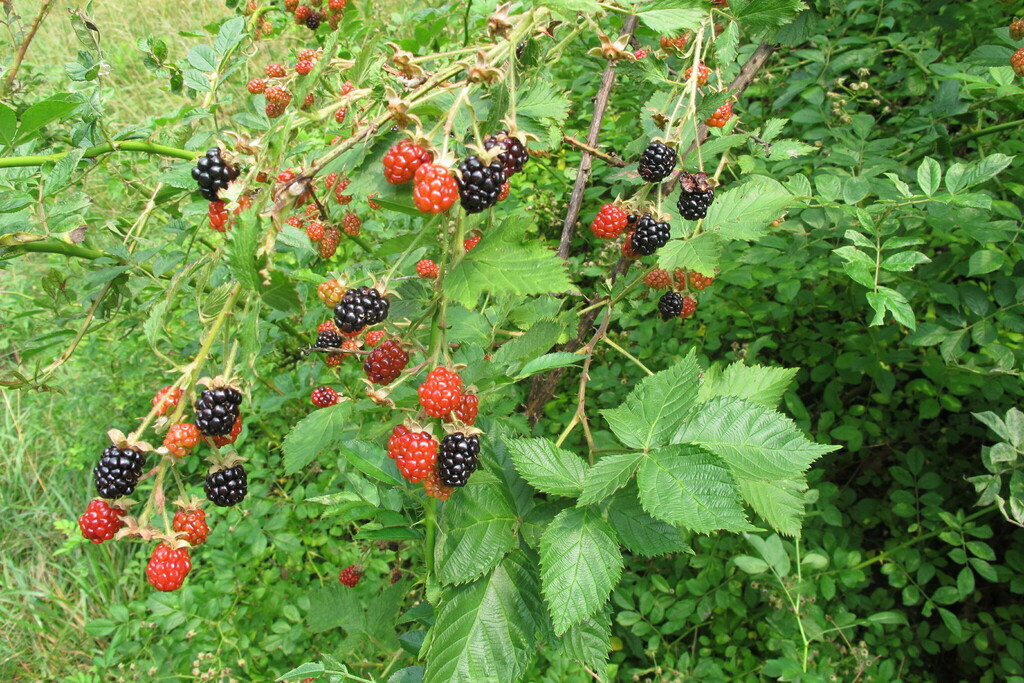 Common-Blackberry-Berries-linkmdavis-iNaturalist.