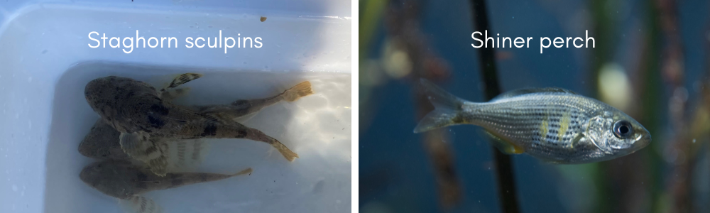 Crab-Team-updates-blog-post-images-2023-3