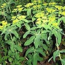 Euphorbia oblongata (NPS on wikipedia)