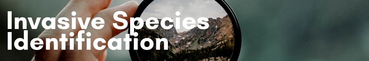 Invasive-Species-Identification-mobile