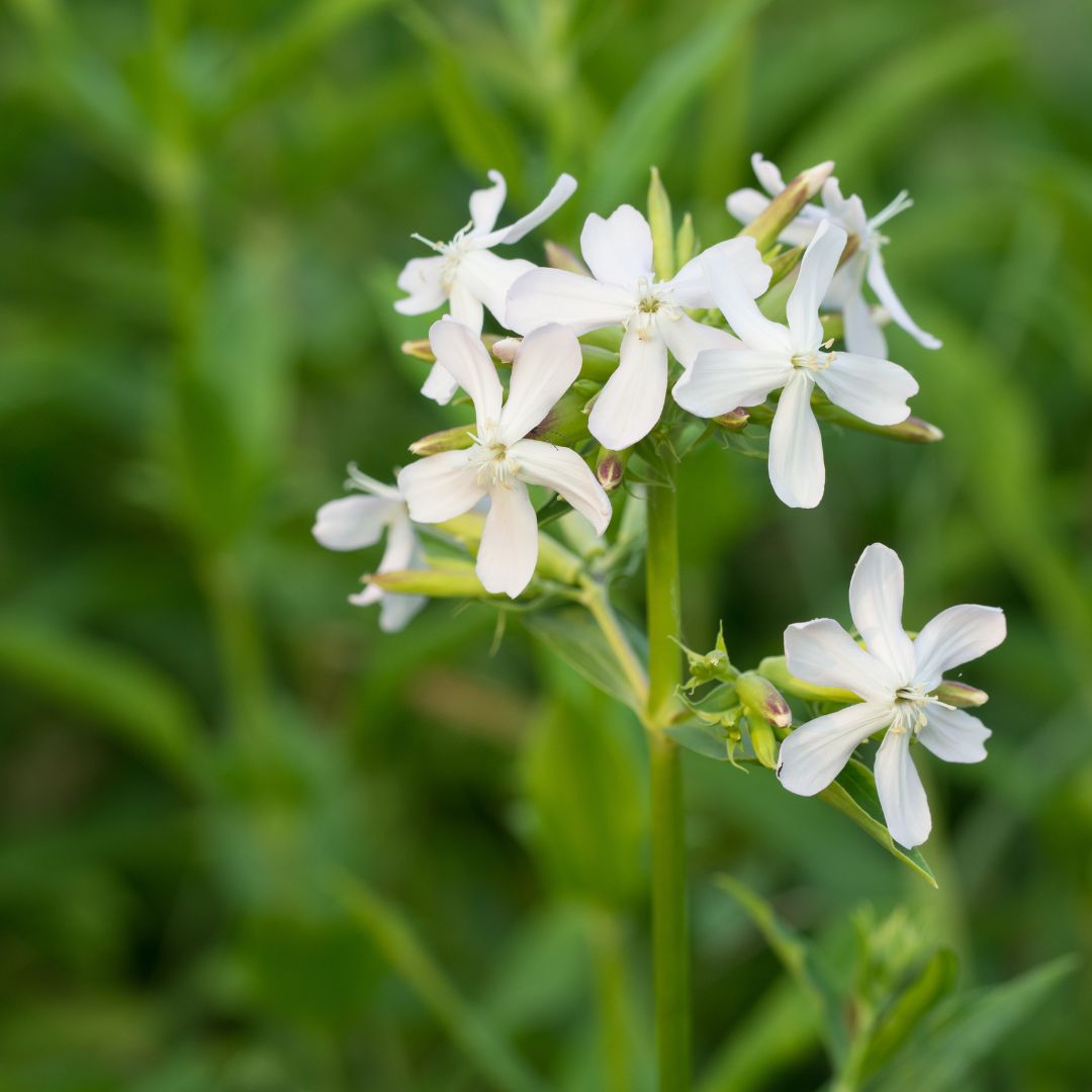 How Do Plants Know Which Way to Grow? SSISC