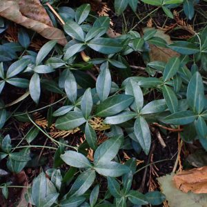 Periwinkle (Photo credit: johndreynolds, iNaturalist) Photo credit: johndreynolds, iNaturalist