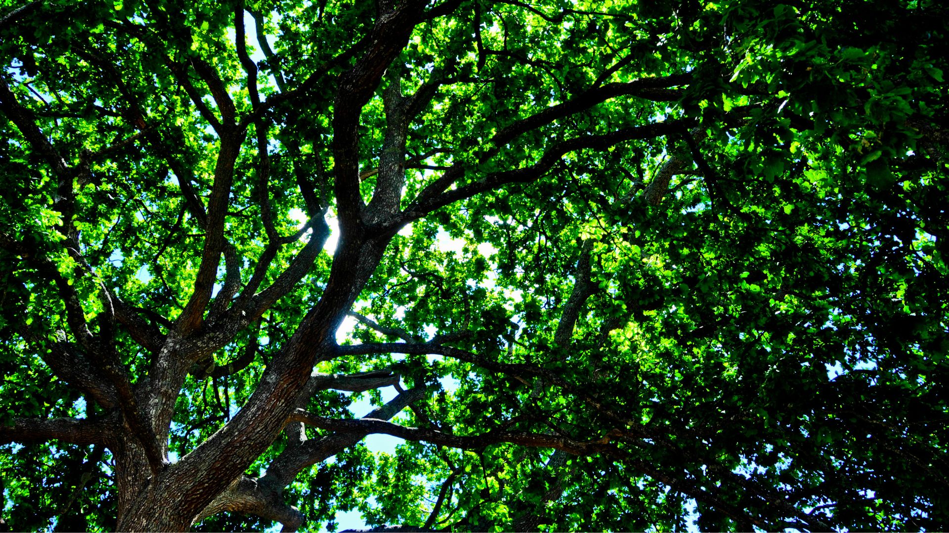 How Do Plants Know Which Way to Grow? SSISC