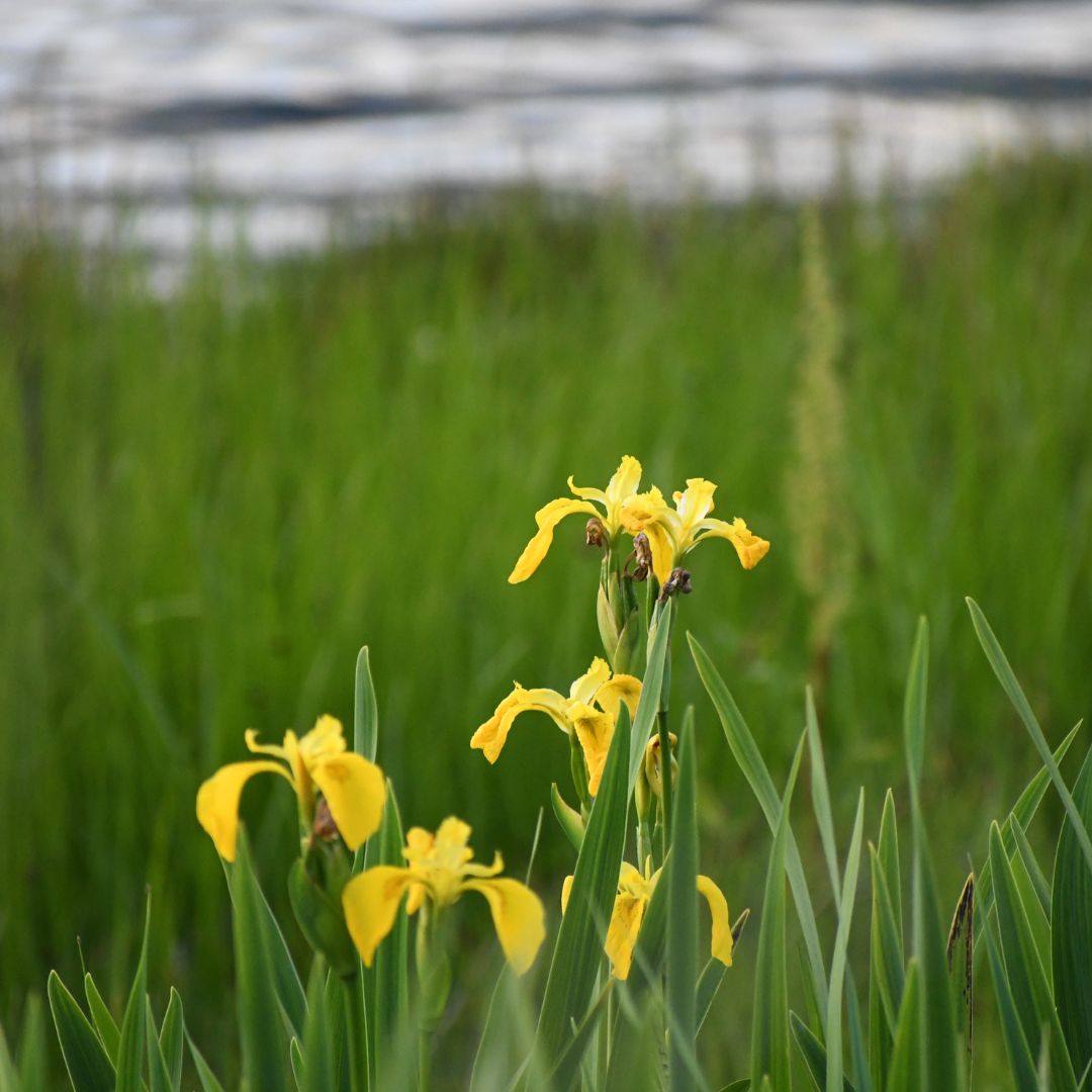 How Do Plants Know Which Way to Grow? SSISC