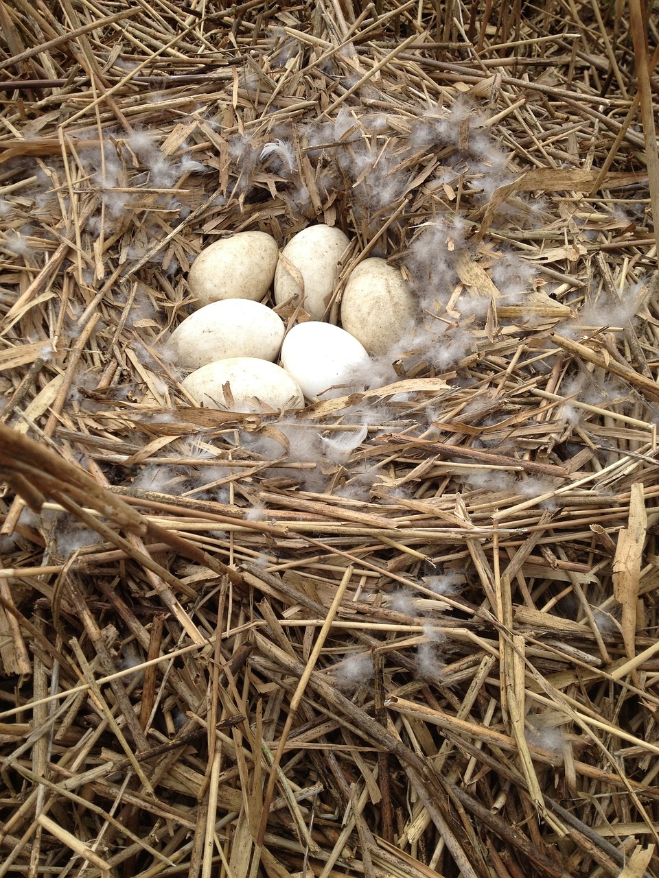 fresh-eggs-1232462_1280