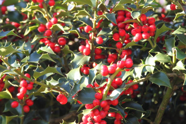 San-Jose-Holly_Credit-as-Image-courtesy-of-Longwood-Gardens-600x400-1