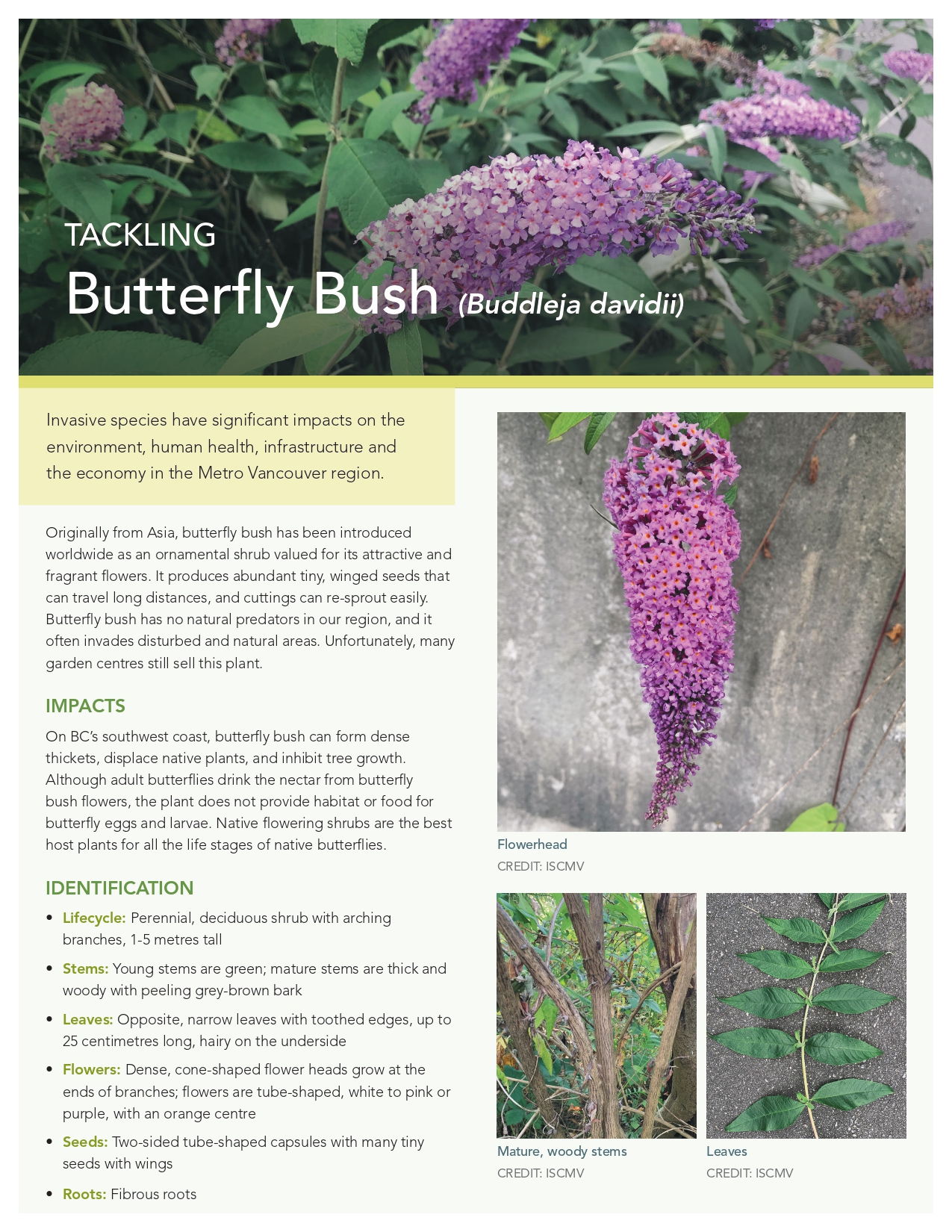 butterfly-bush-fact-sheet_page-0001
