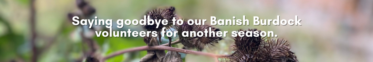 Goodbye Banish Burdock 2023