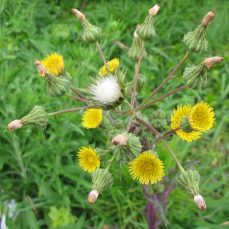 Annual Sow Thistle in flower