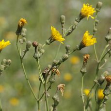 Annual Sow Thistle flowers