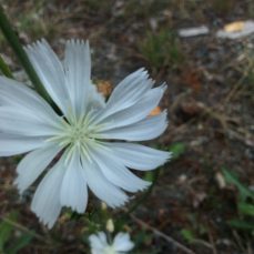 Chicory flower (white)