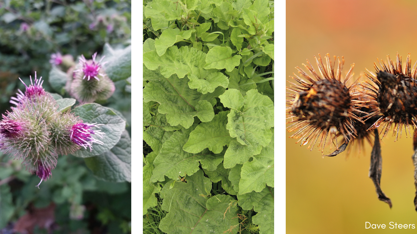 Banish-Burdock-is-Back-1