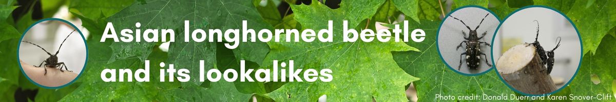 Asian longhorned beetle and its lookalikes