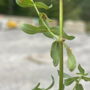 St. John's Wort Leaves St. John's Wort Leaves (SSISC)