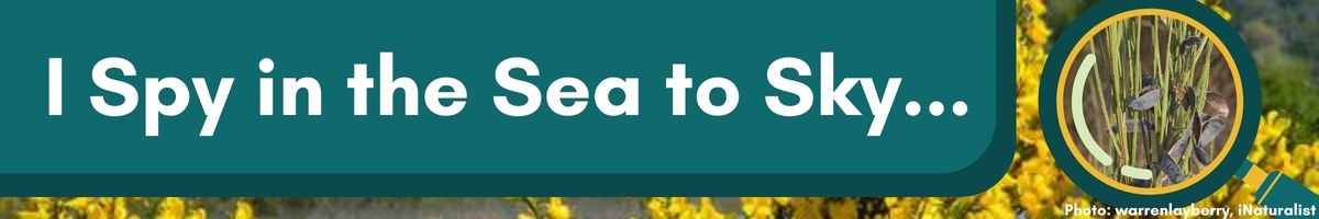 I Spy in the Sea to Sky…