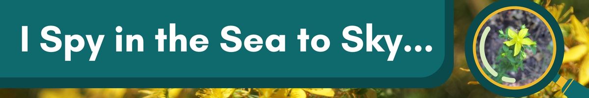 I Spy in the Sea to Sky…