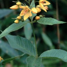 Garden yellow loosestrife (Lysimachia vulgaris) leaves and flowers (Photo credit: Gil Wojciech, Polish Forest Research Institute, Bugwood.org) Photo credit: Gil Wojciech, Polish Forest Research Institute, Bugwood.org