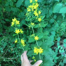Garden yellow loosestrife plant (SSISC) Garden yellow loosestrife plant (SSISC)